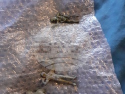 Окръжна прокуратура – Благоевград ръководи разследване за участие в организирана престъпна група за търсене, държане и трафик на движими културни ценности