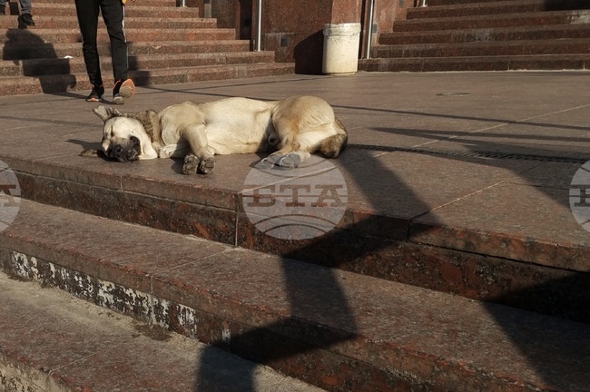 Комисия преброи 191 безстопанствени кучета по улиците в община Смолян