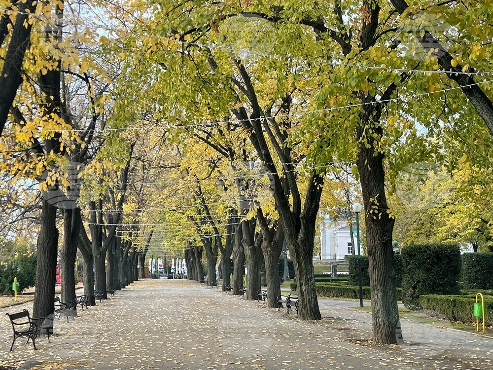 Започна поставянето на коледната украса във Видин