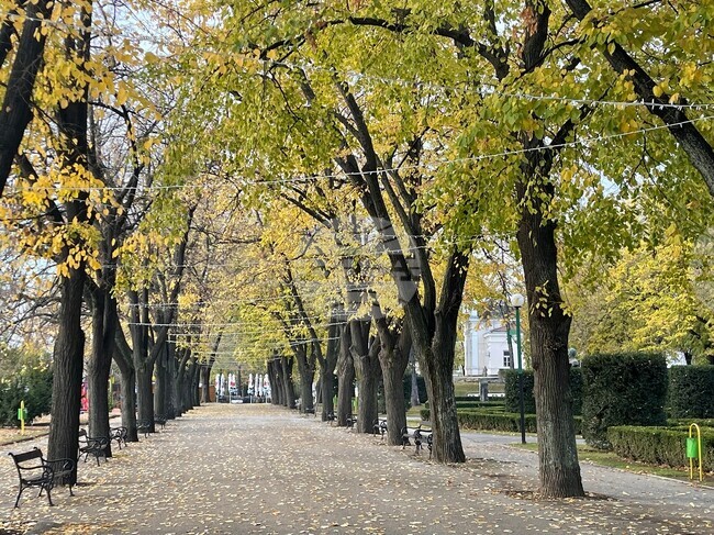 Започна поставянето на коледната украса във Видин