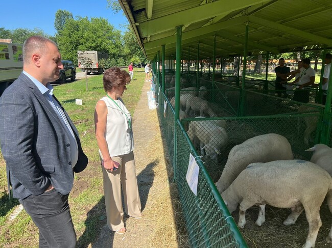 Министерство на земеделието и храните – Зам.-министър Стратев: Близо 116 млн. лв. са преведени по 10-те интервенции за „Обвързано с производството подпомагане за животни“