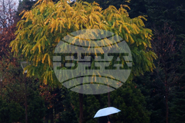 Есен - дъждовно време