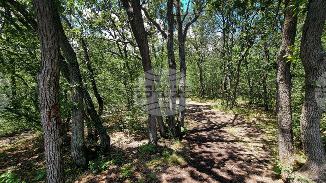 Производствените цени в горското стопанство в България се увеличават с 1,7 на сто на годишна база през второто тримесечие на 2026 г., съобщи НСИ