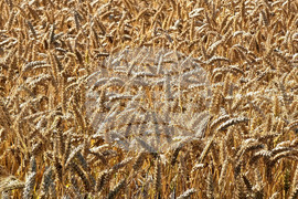 Варна - земеделие