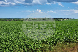 Варна - земеделие