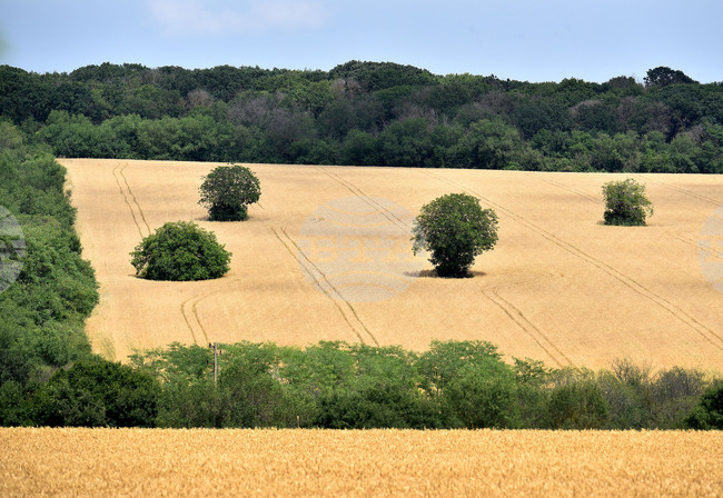 Agricultural Land Deals Reach 5.9% Annual Growth in Bulgaria