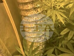 Снимка: Пресцентър МВР - Наркооранжерия е разкрита при спецоперация на служители от сектор БОП – Бургас 