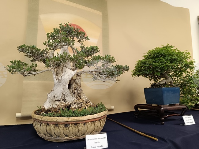 Румъния - бонсай шоу