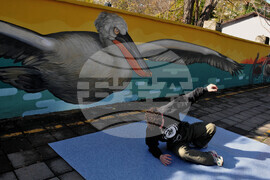 Бургас - къдроглави пеликани - стенопис