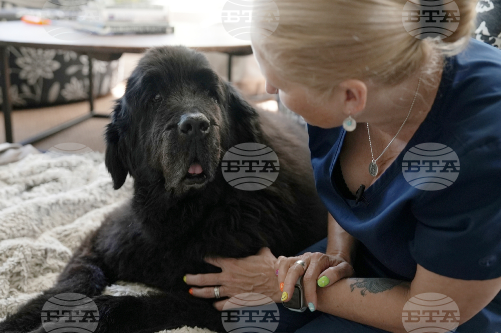 Домашни любимци могат да помогнат за разкриването на престъпления, понеже пренасят човешка ДНК, установиха учени