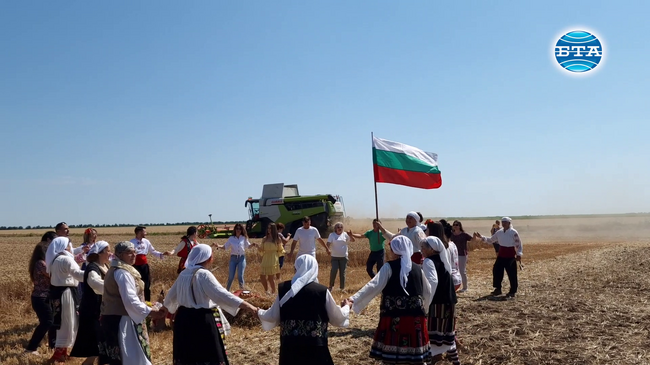 С благословия за добра реколта започна жътвата в землището на село Вълчедръм в област Монтана