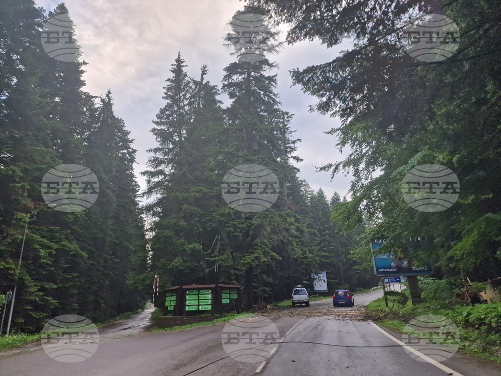 Самоков - Боровец - паднало дърво - почистване