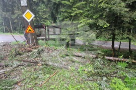 Самоков - Боровец - паднало дърво - почистване