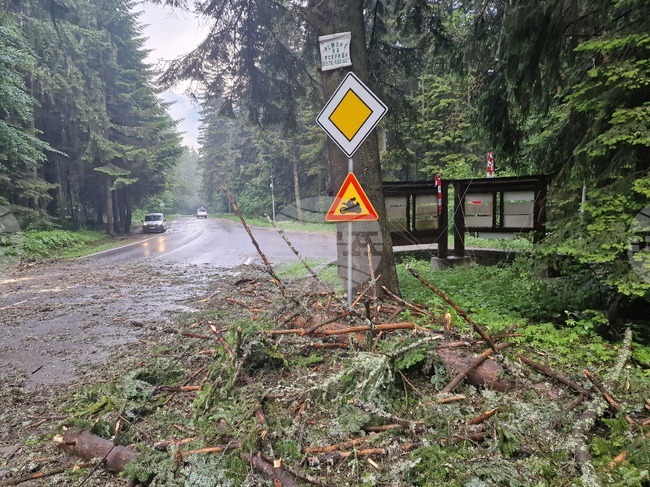 Самоков - Боровец - паднало дърво - почистване