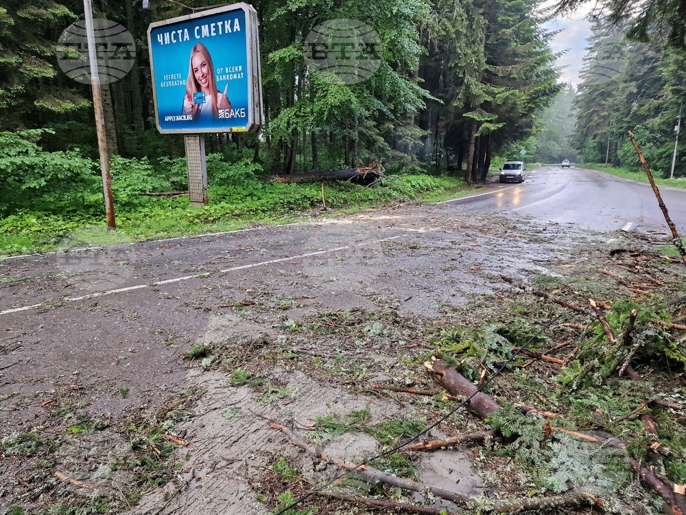Самоков - Боровец - паднало дърво - почистване