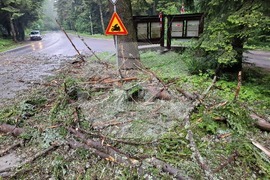 Самоков - Боровец - паднало дърво - почистване