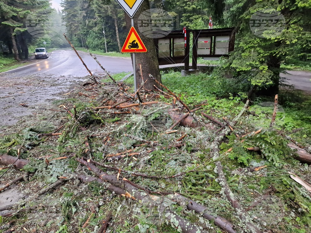 Самоков - Боровец - паднало дърво - почистване