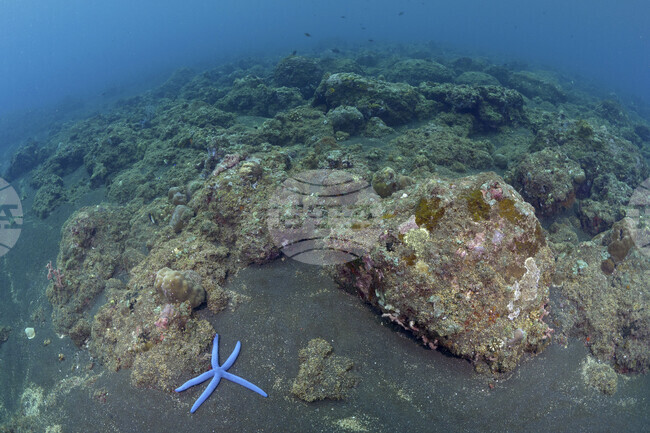 Скелетите на морските звезди дават важна представа за еволюцията на костите