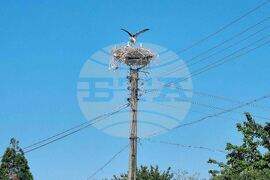 Село Момино - щъркели - любопитно