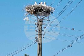 Село Момино - щъркели - любопитно