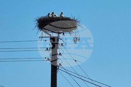 Село Момино - щъркели - любопитно