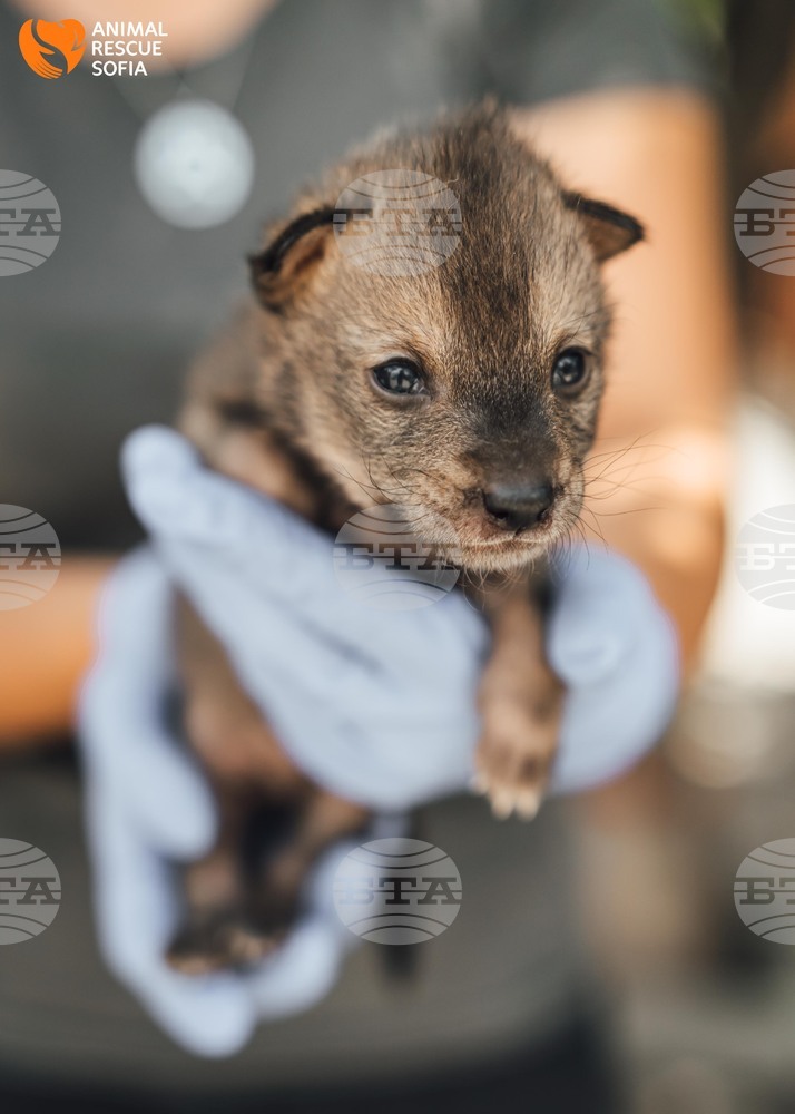 В „Animal Rescue Sofia” се грижат за два малки чакала, открити в природата от куче
