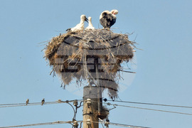 Село Падина - щъркели - гнездо