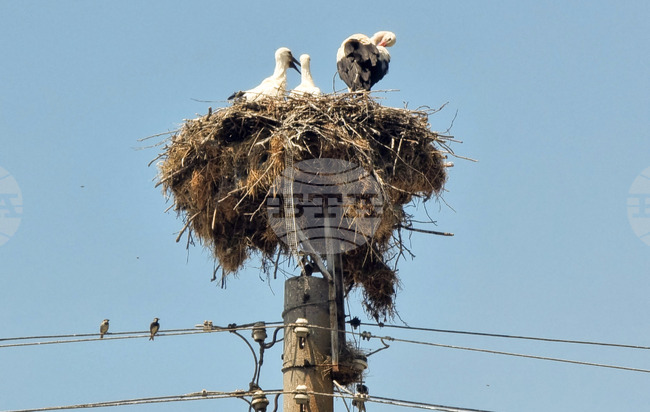Село Падина - щъркели - гнездо