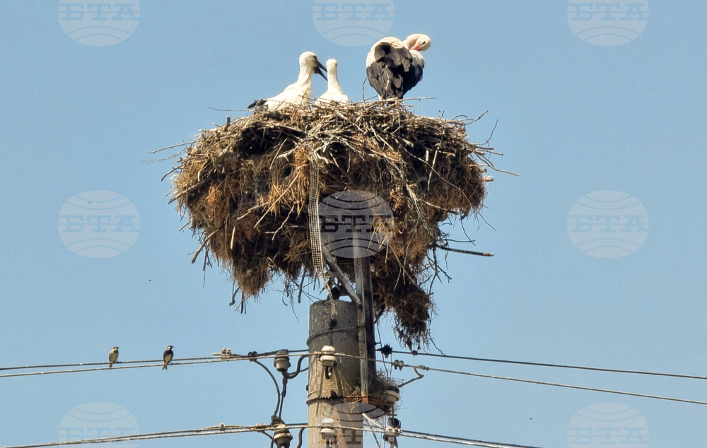 Село Падина - щъркели - гнездо