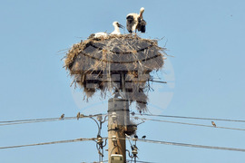 Село Падина - щъркели - гнездо
