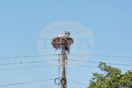 Село Падина - щъркели - гнездо