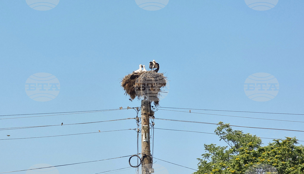 Село Падина - щъркели - гнездо
