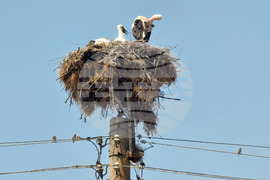 Село Падина - щъркели - гнездо