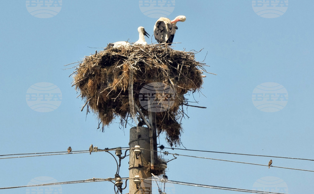 Село Падина - щъркели - гнездо