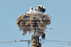 Село Падина - щъркели - гнездо