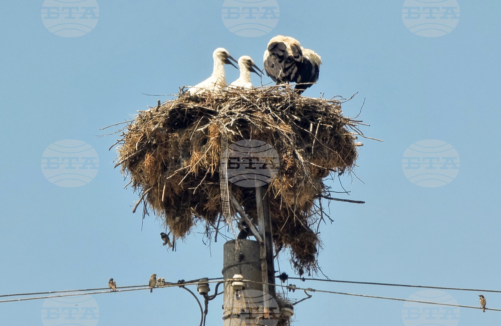 Село Падина - щъркели - гнездо