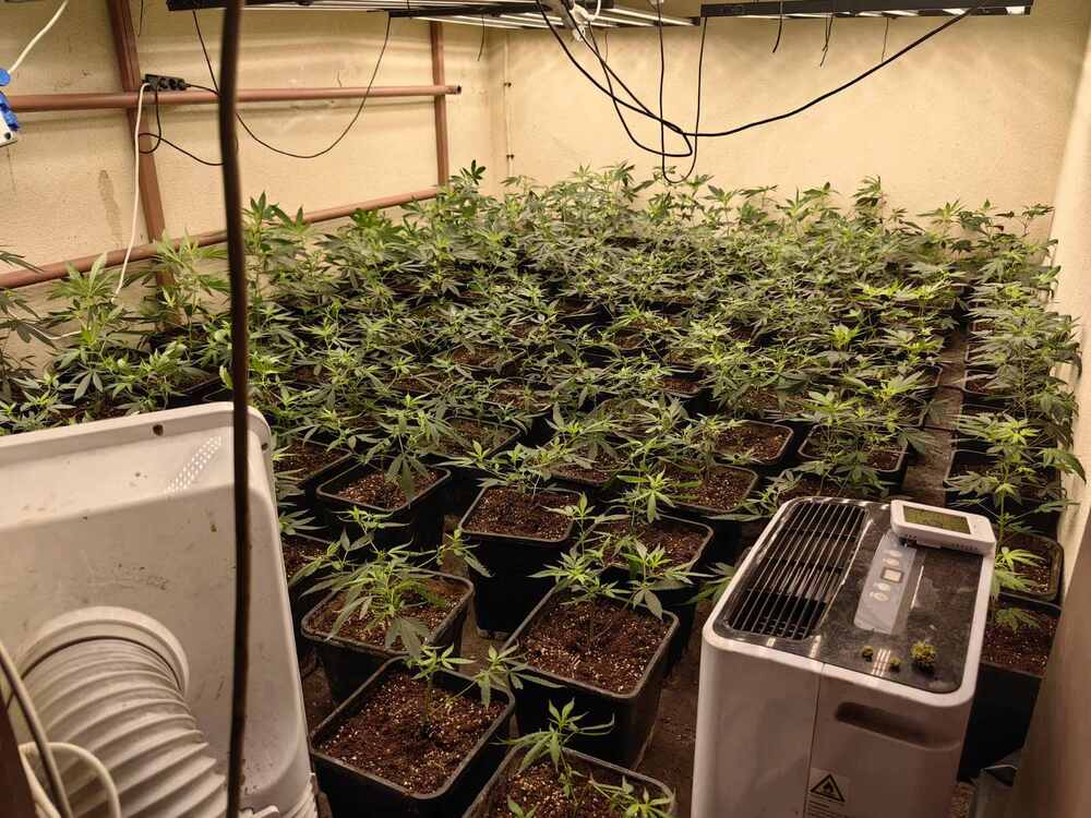 Police Discover Drug Greenhouse near Varna