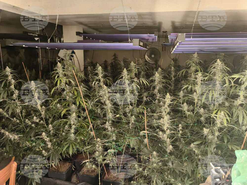 Police Finds Marijuana Growing Facility in Varna - 18th in Region for 2024