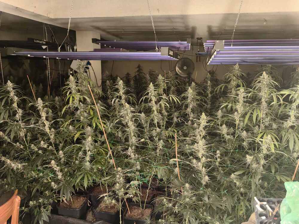 Криминалисти на ОДМВР – Варна разкриха поредна наркооранжерия