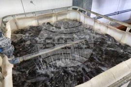 Пазарджик - стопанство за аквакултури и преработвателно предприятие