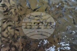 Пазарджик - стопанство за аквакултури и преработвателно предприятие