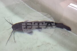 Пазарджик - стопанство за аквакултури и преработвателно предприятие