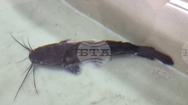 Инвестиционно предложение за фабрика за консерви от африкански сом край Лом е постъпило в регионалната екоинспекция