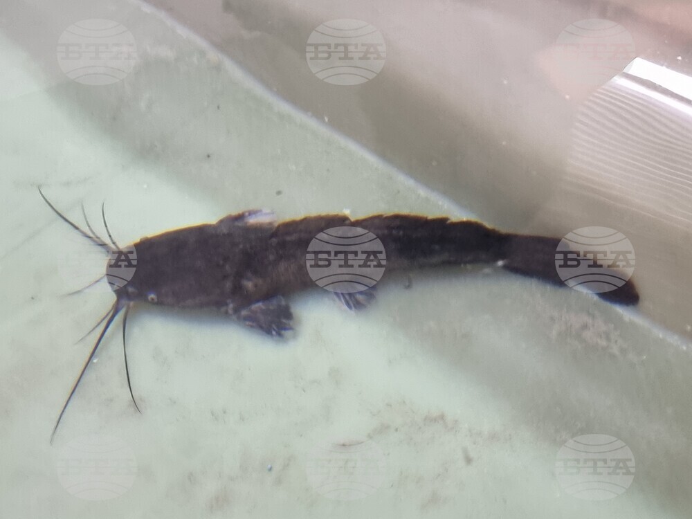 Инвестиционно предложение за фабрика за консерви от африкански сом край Лом е постъпило в регионалната екоинспекция