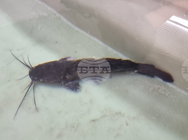 Инвестиционно предложение за фабрика за консерви от африкански сом край Лом е постъпило в регионалната екоинспекция