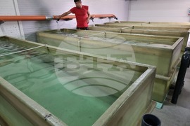 Пазарджик - стопанство за аквакултури и преработвателно предприятие