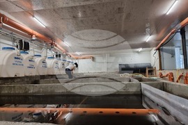 Пазарджик - стопанство за аквакултури и преработвателно предприятие