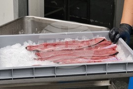 Пазарджик - стопанство за аквакултури и преработвателно предприятие