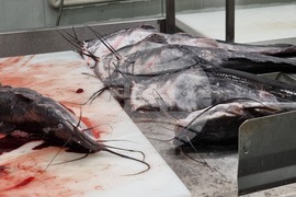 Пазарджик - стопанство за аквакултури и преработвателно предприятие