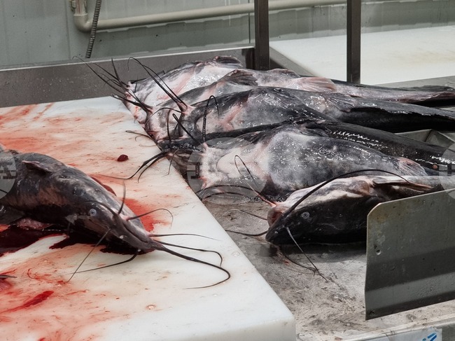 Пазарджик - стопанство за аквакултури и преработвателно предприятие